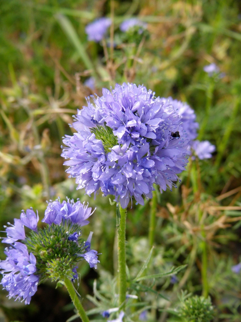 Flower and stem