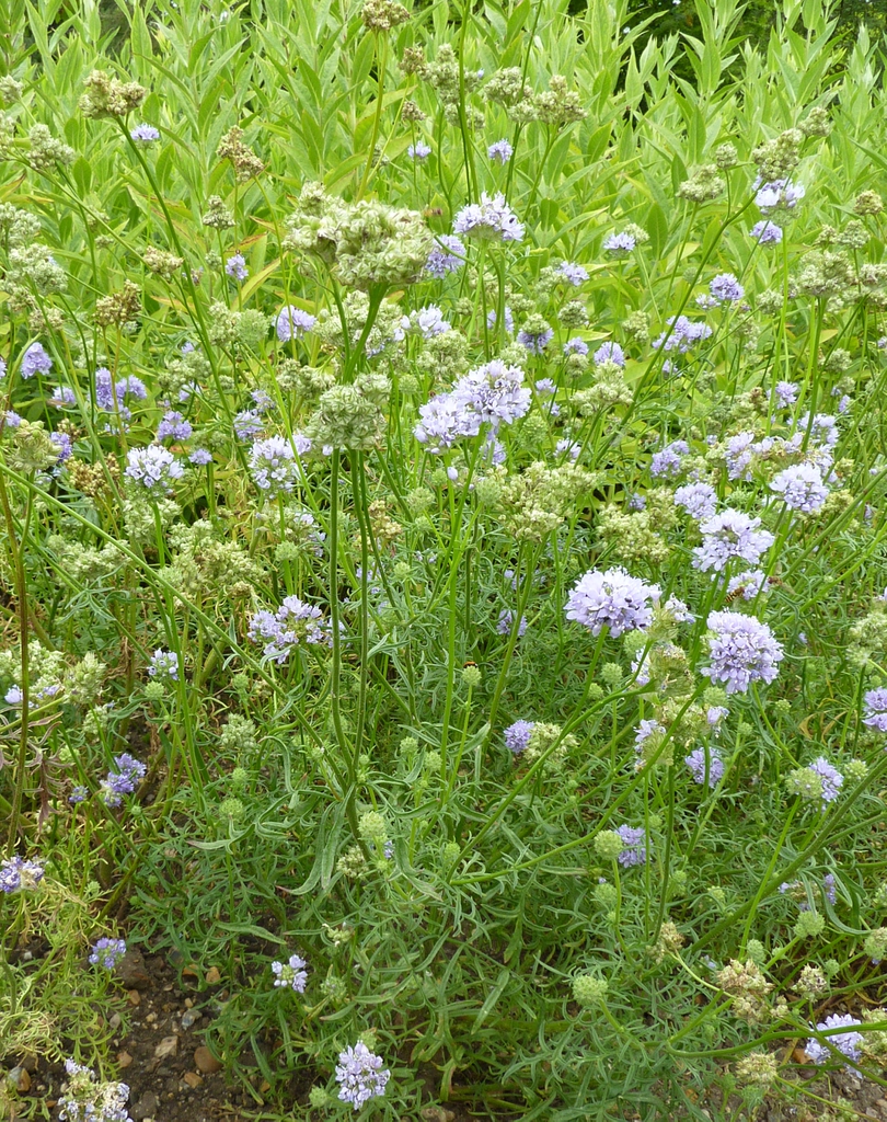 Form