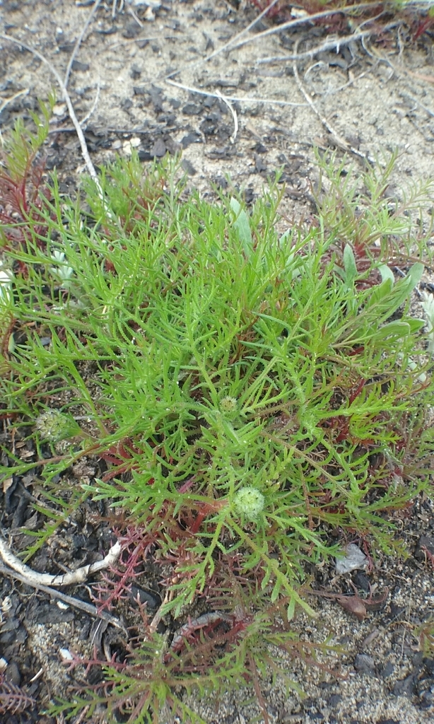 Leaves