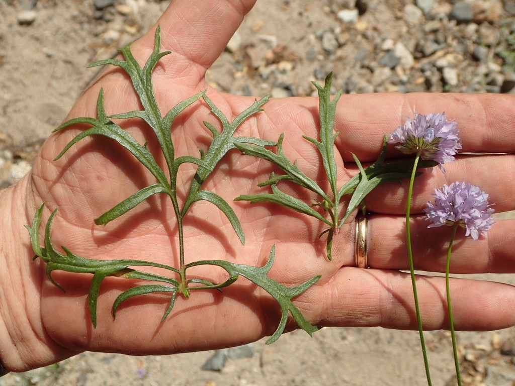 Leaves and flowers