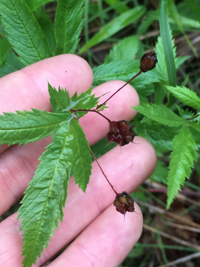 Fruit