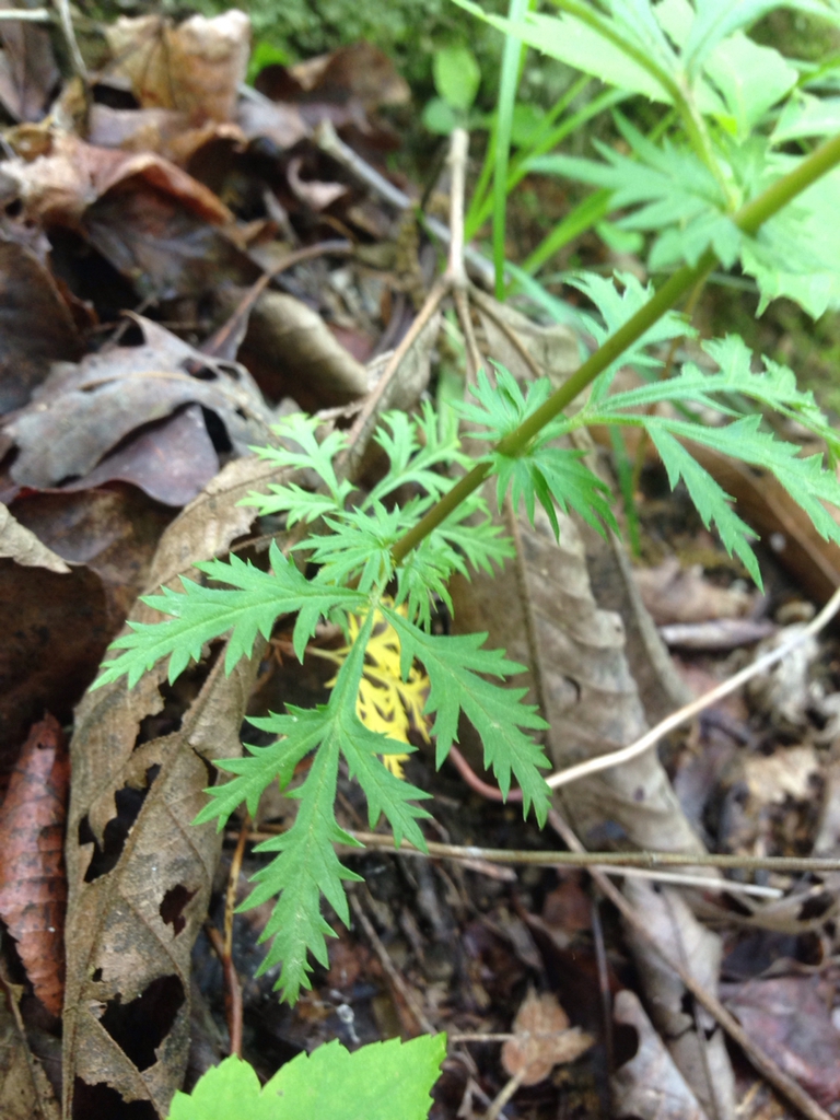 Early lower leaves