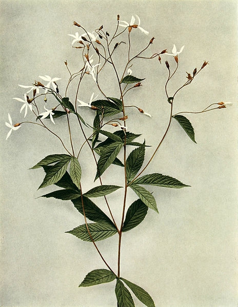 Gillenia trifoliata