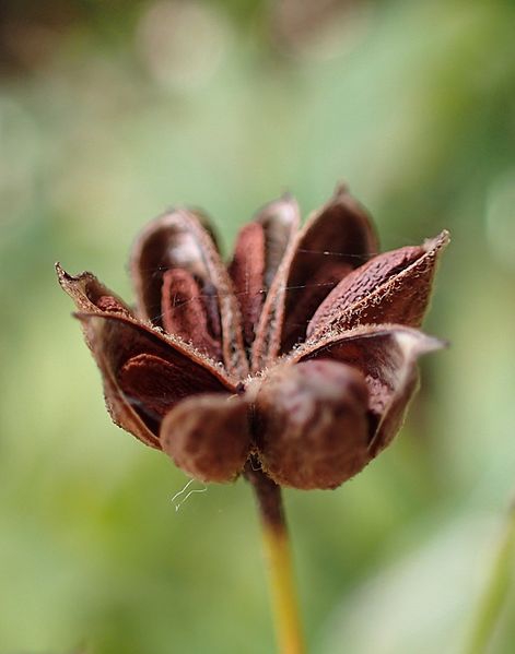 Gillenia trifoliata