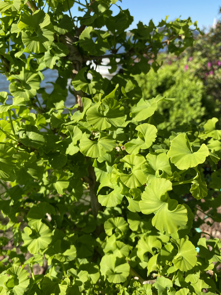 Leaves fan open more than 270° and are wavy and ruffled.