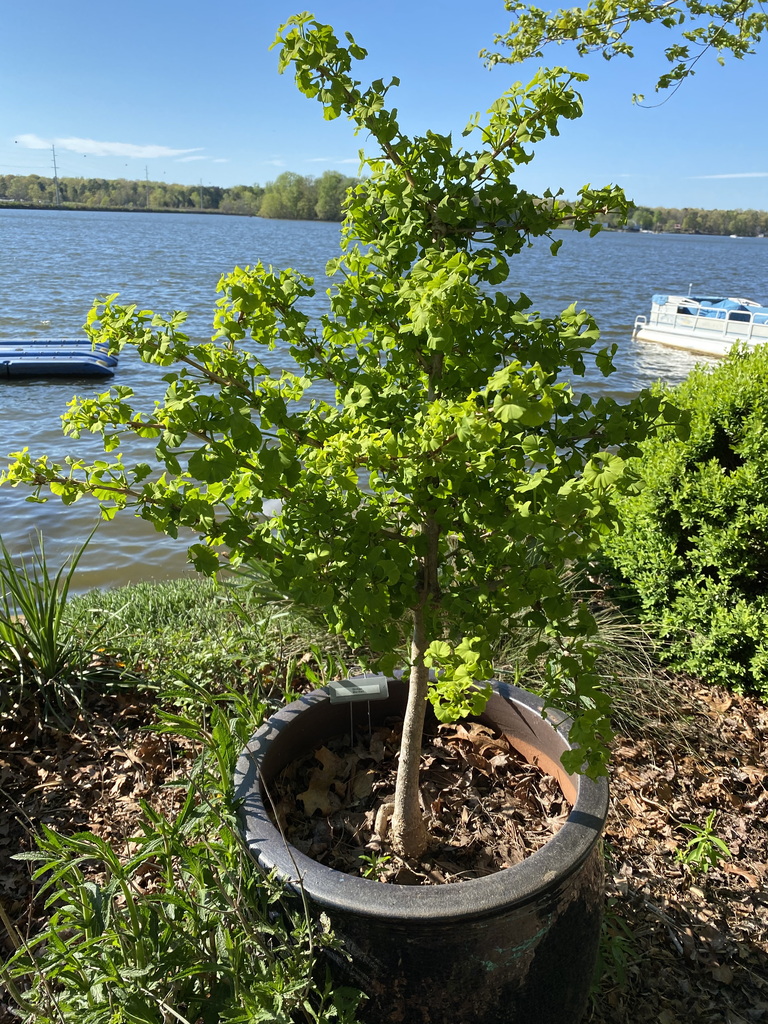 Small potted tree with wavy leaves.