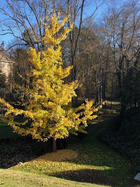 Small tree with golden yellow leaves.