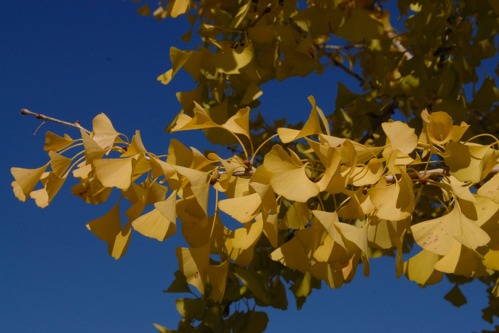 Shoots bearing yellow leaves.