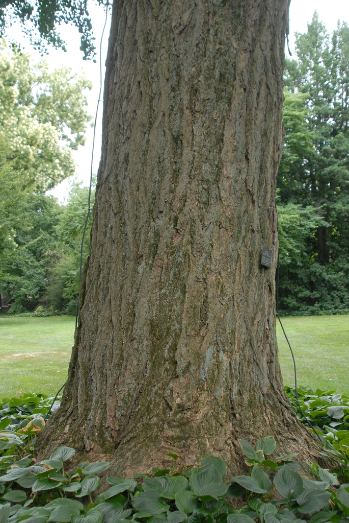 Trunk with rough, furrowed bark