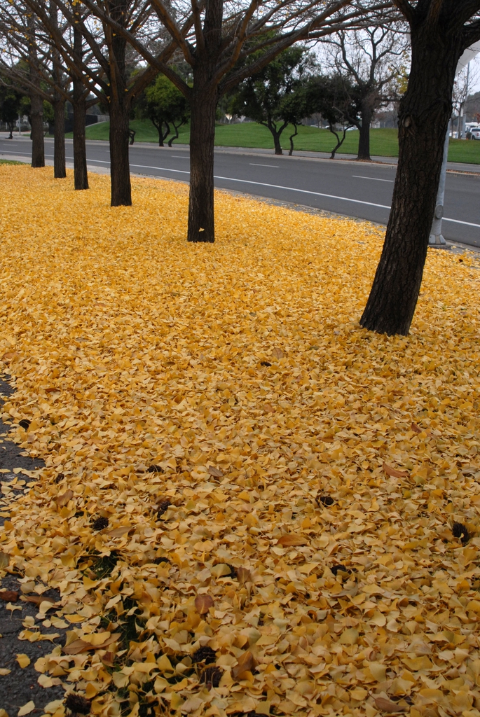 Ground beneath the trees is carpeted in golden leaves.