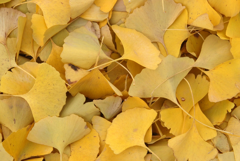golden yellow fallen leaves