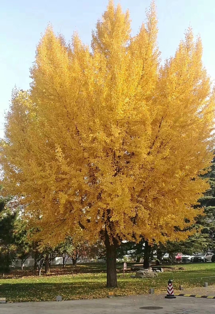 Large, rounded tree with golden yellow leaves.
