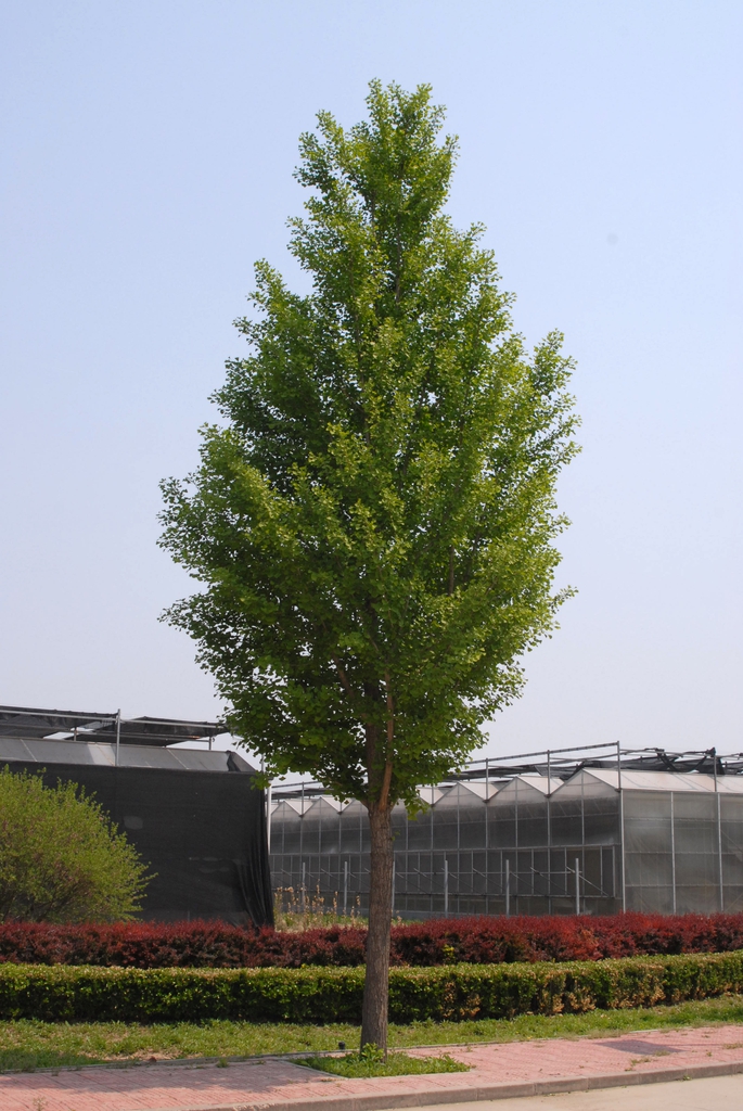 Young tree with pyramidal shape & dense branching.