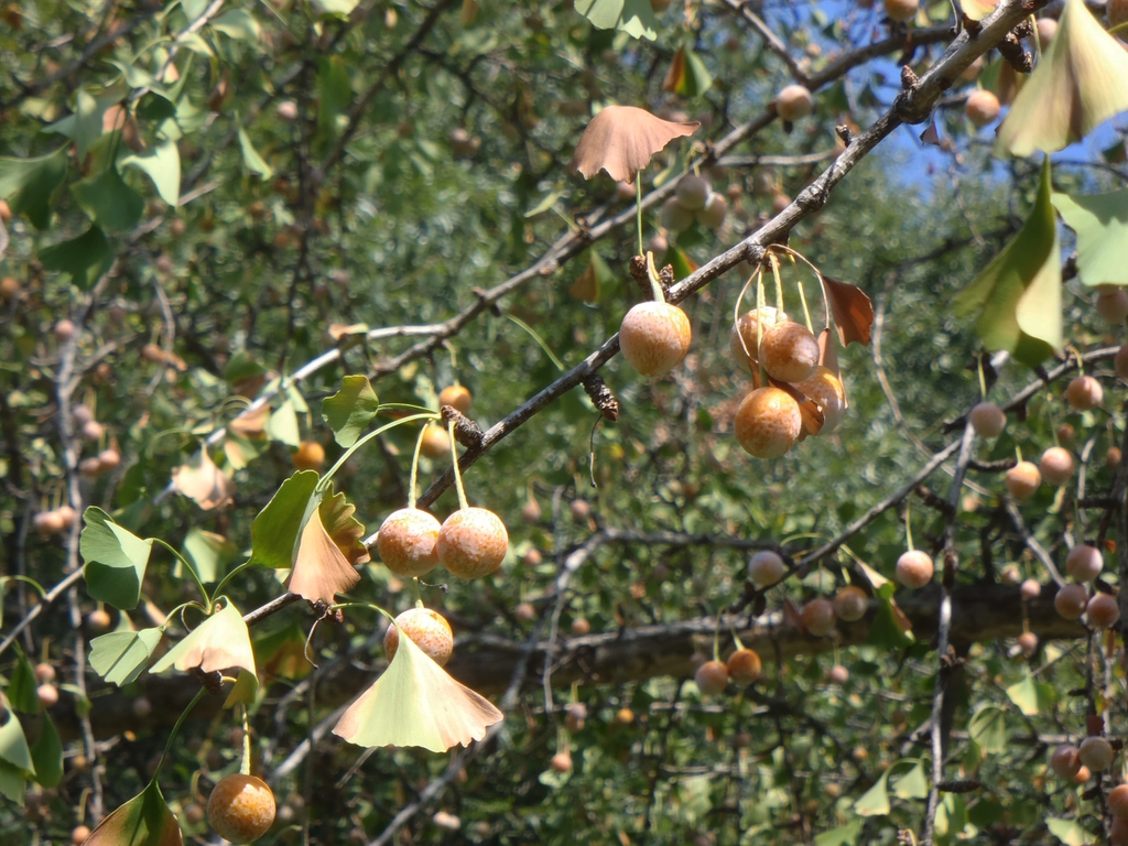 Round fleshy seeds dangling on thin stalks from branches.