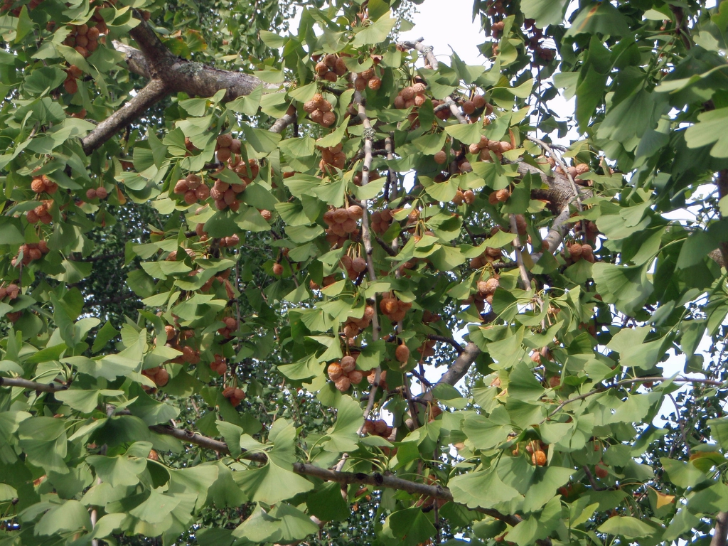 leafy shoots bearing beige-orange fleshy seeds.