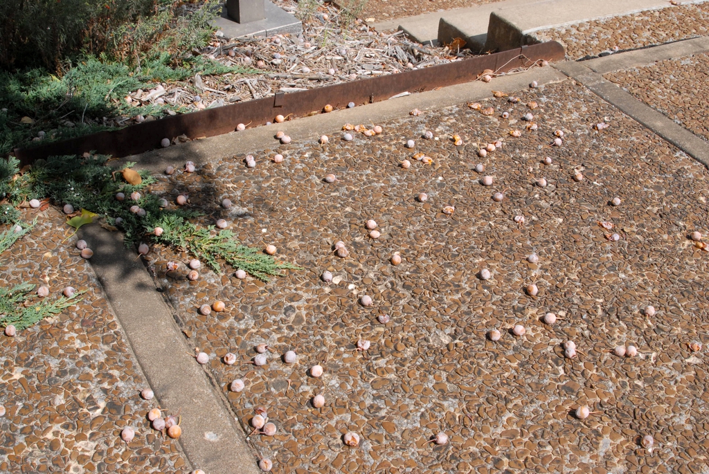Hard walkway littered with fleshy seeds. Messy. Trip hazard!