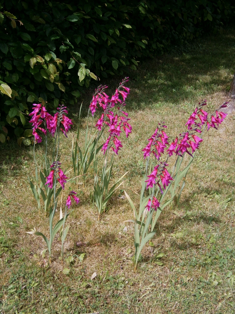 Form