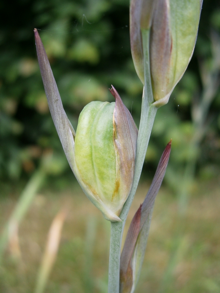 Fruit close-up