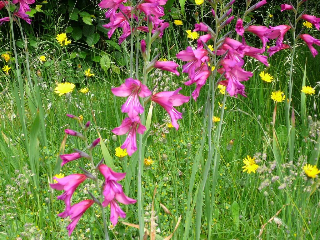 In the garden