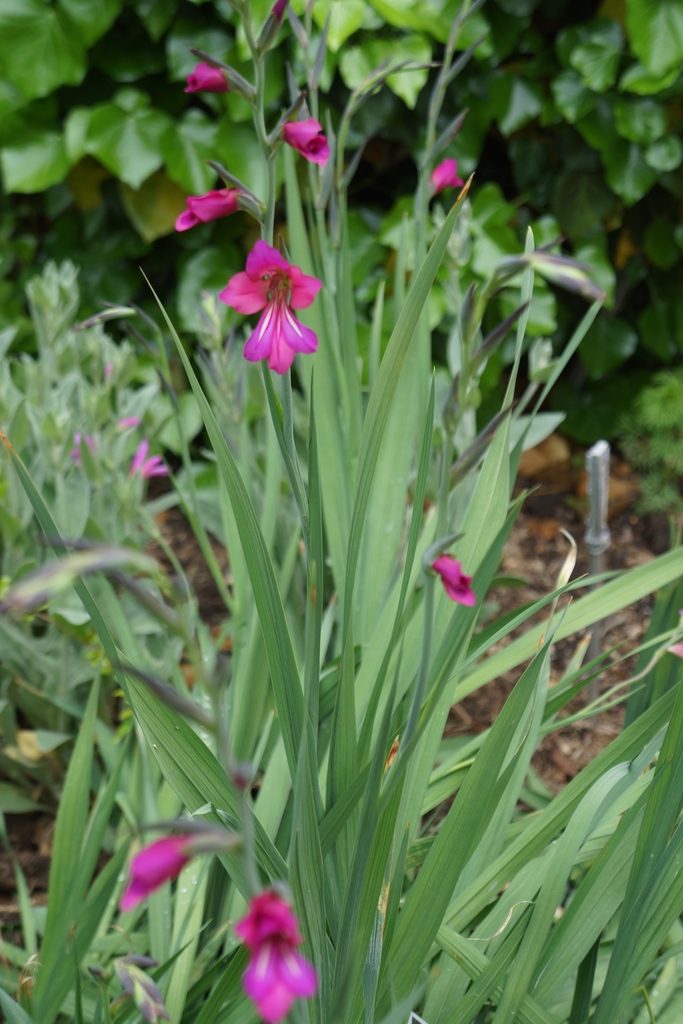 Sword-shaped foliage