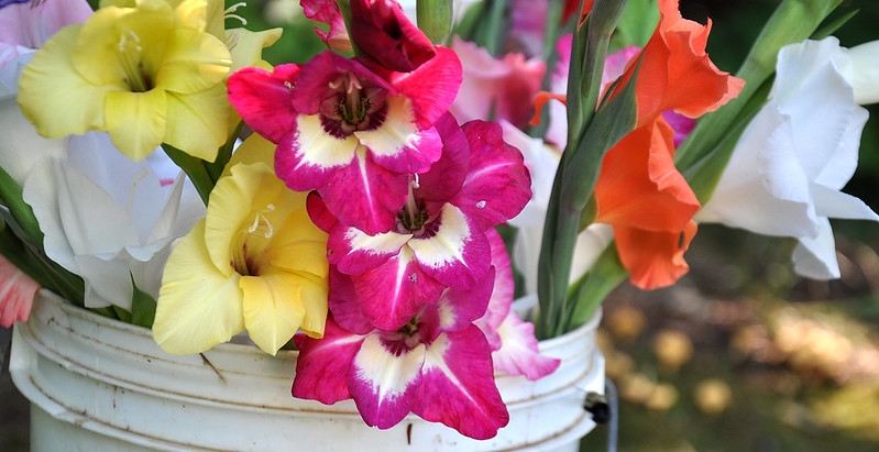 A bucket of cut stems of glads in many colors.