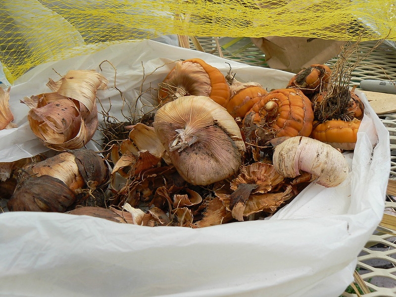 A sackful of dried corms ready to plant.