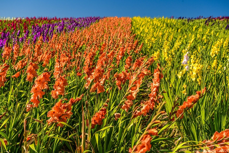 field of flowers grown in blocks of various colors.