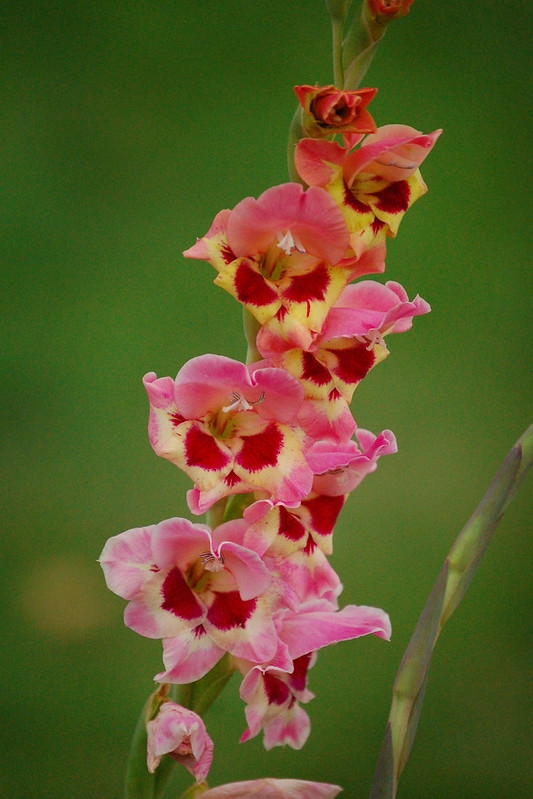 A spike of flowers that are dark pink