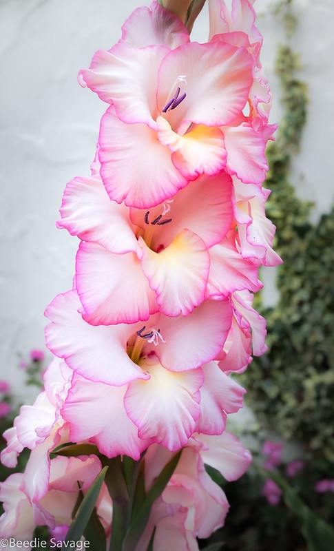A spike of flowers that are pale pink with darker picotee edge