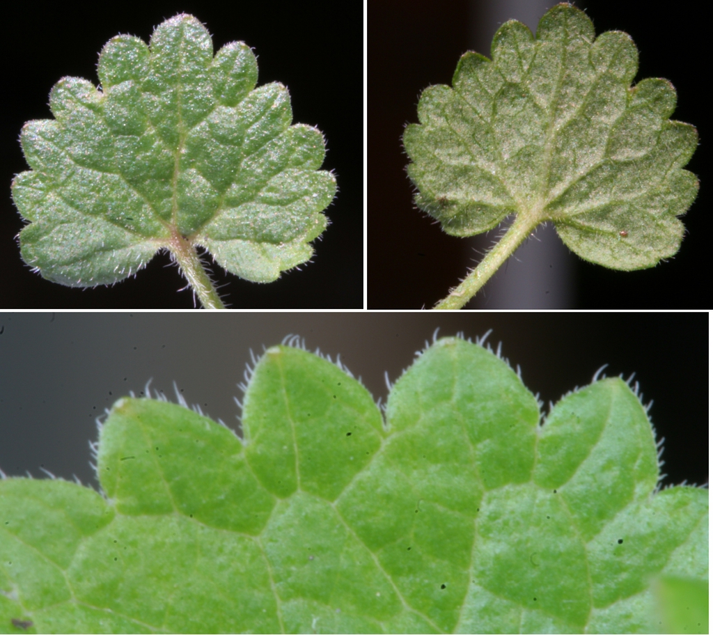 Leaves