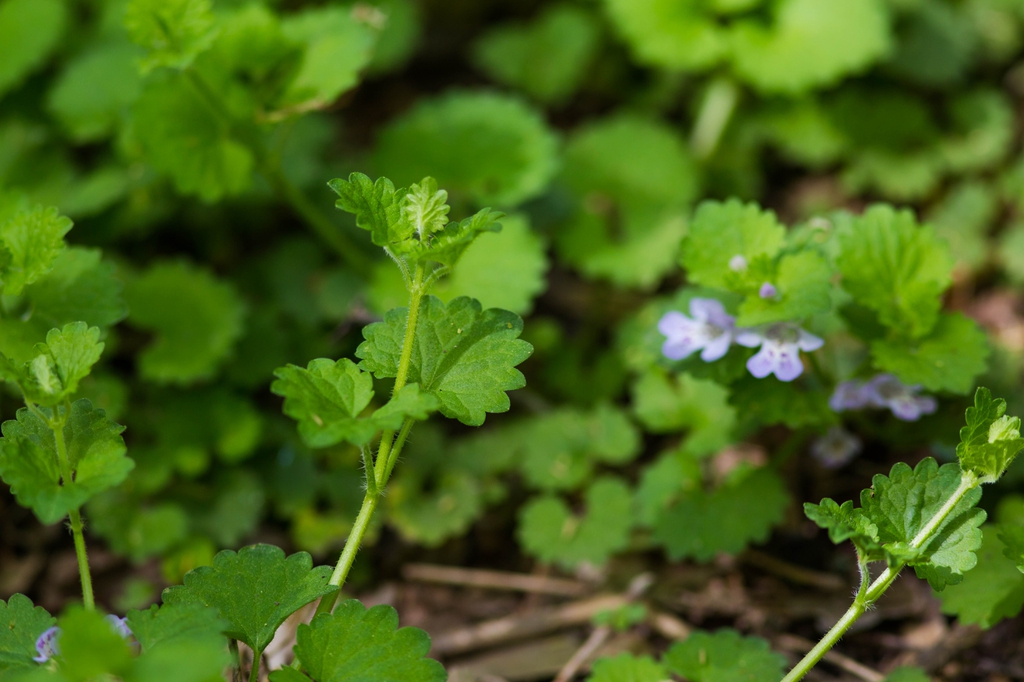 Plant in Bloom