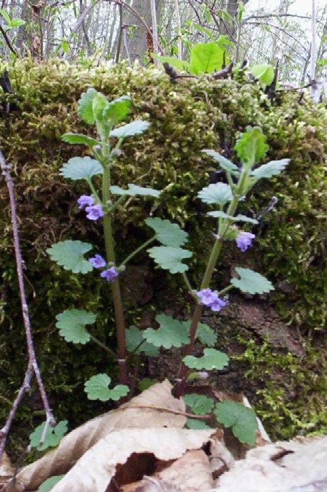 Stems
