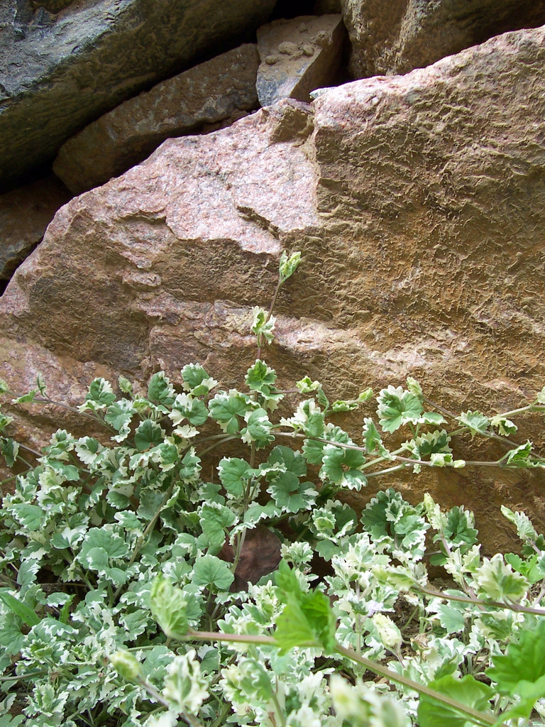 Varigated Leaves
