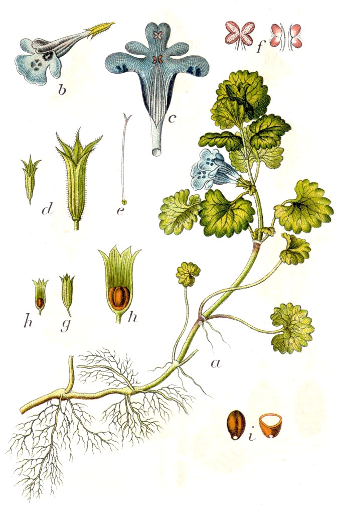 Botanical Illustration