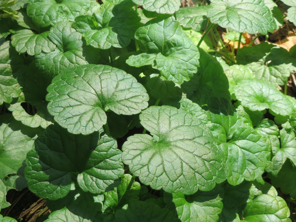 Leaves