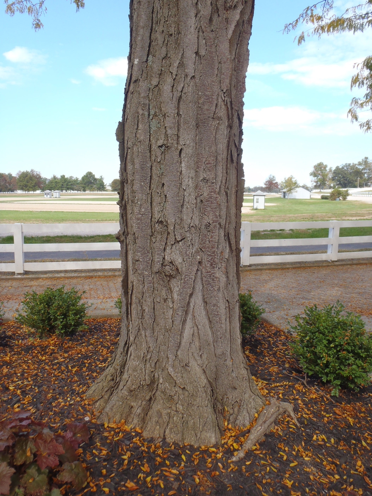 Gleditsia triacanthos v inermis Bark
