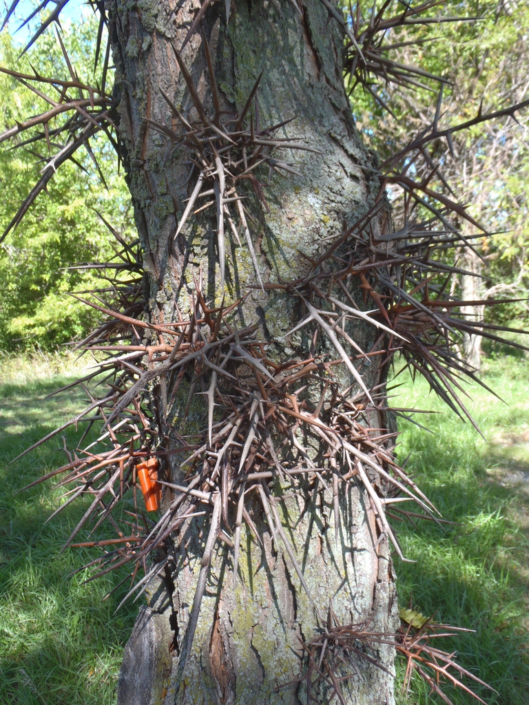 Gleditsia triacanthos