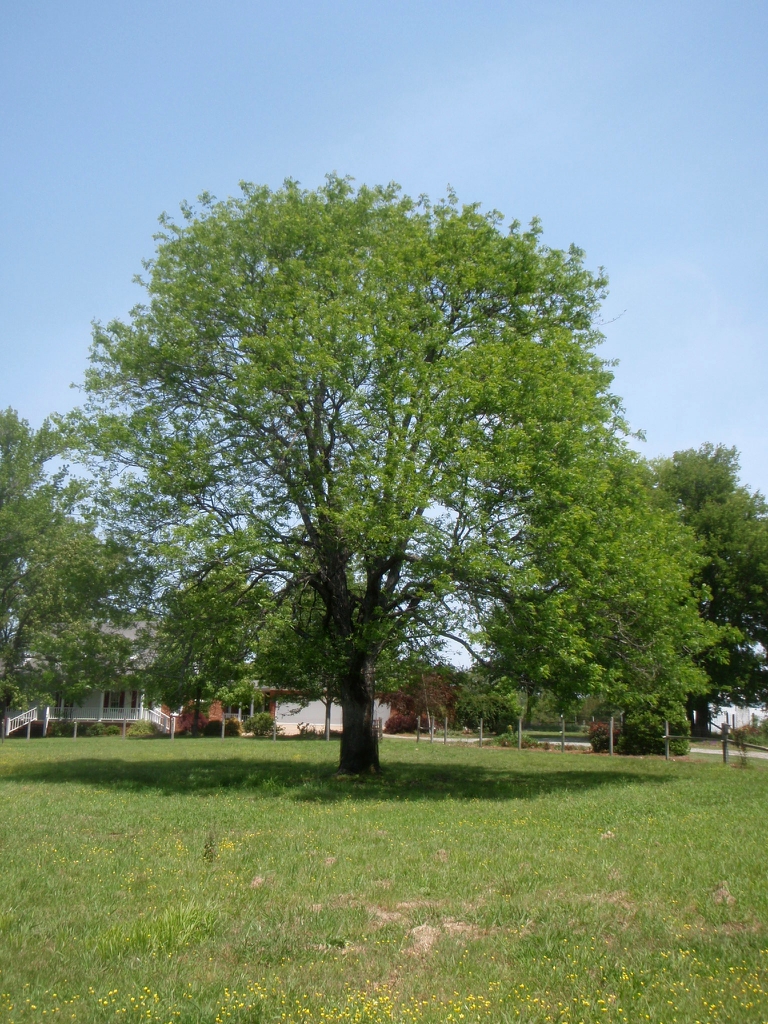 Form