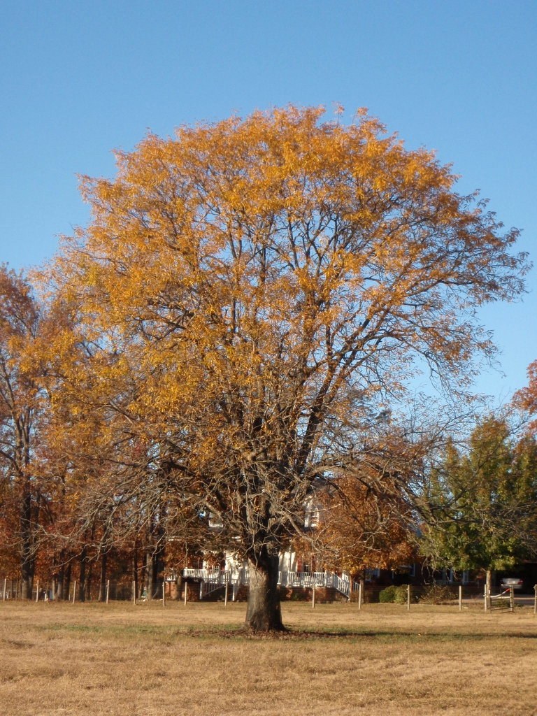 Fall Form