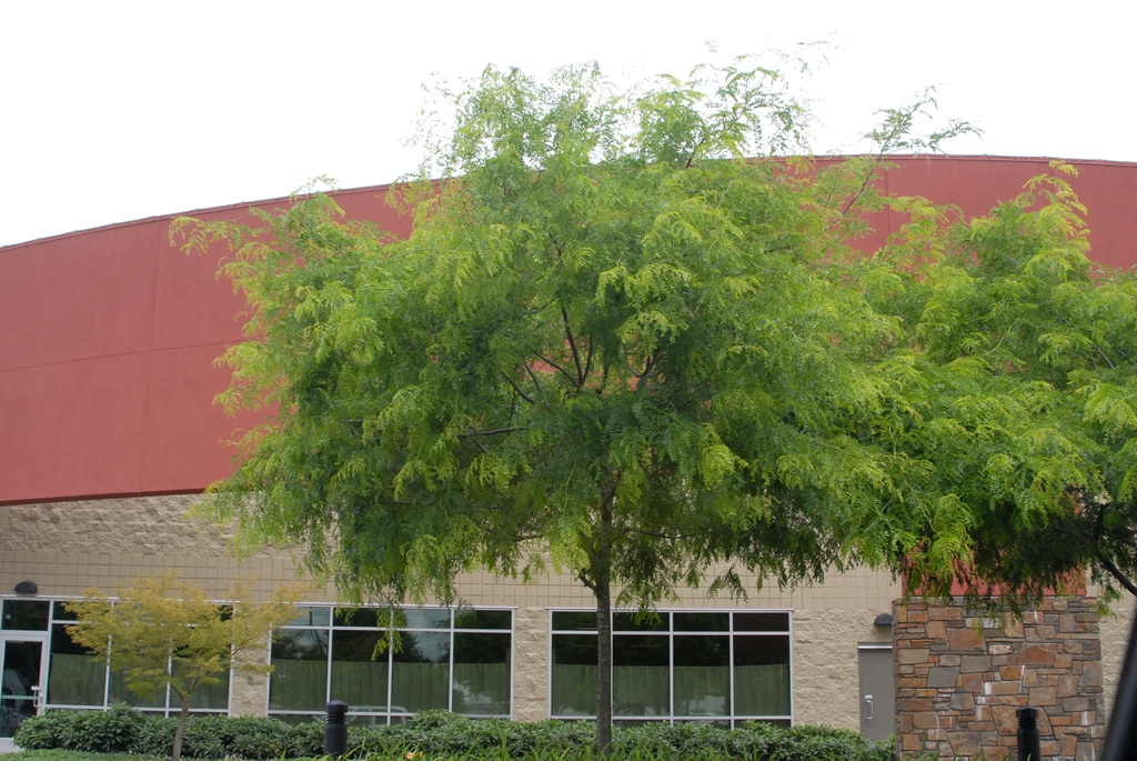 Gleditsia triacanthos v inermis Form