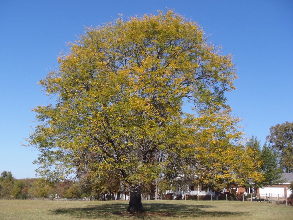 Fall Color Tree