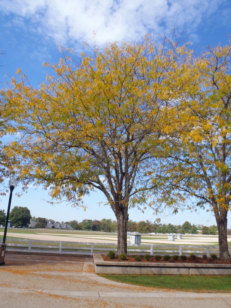 Gleditsia triacanthos v inermis Fall Color Tree