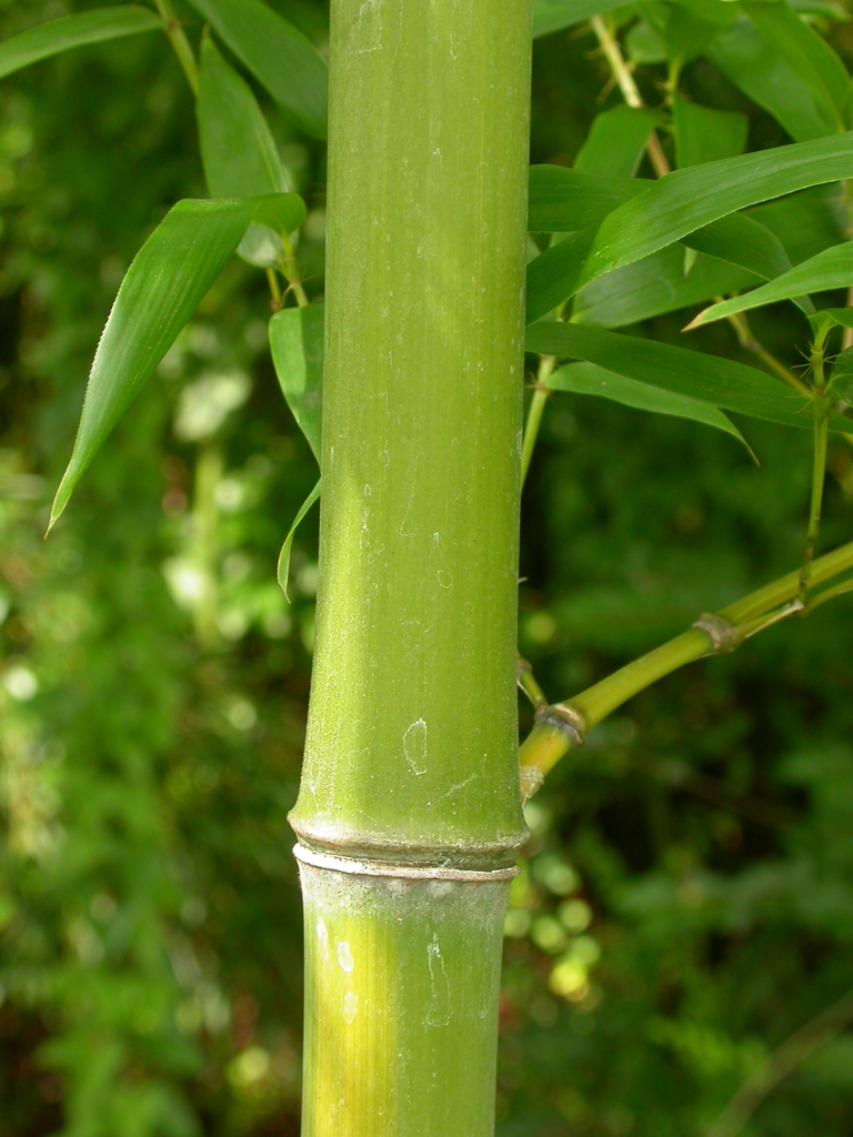 Stem closeup