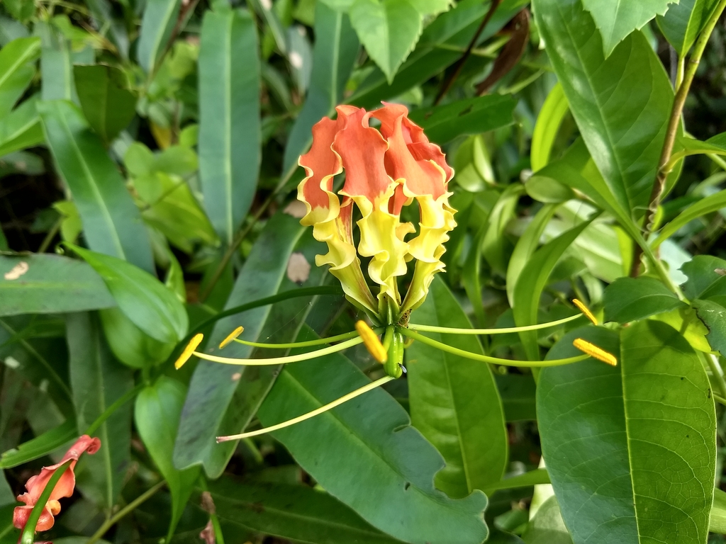 Flower and leaves