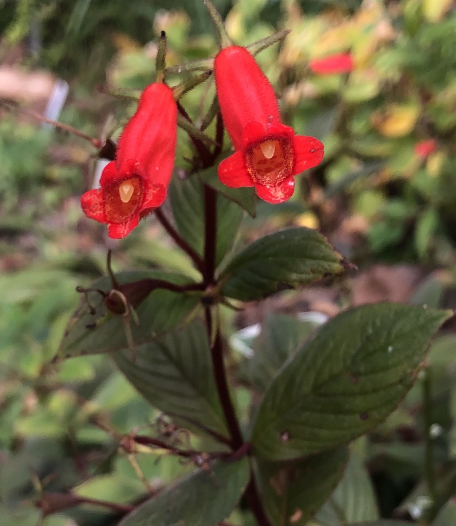 Flowers - Nov. 3 - Wake Co., NC