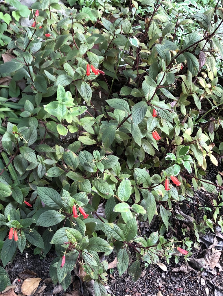 Form - Nov. 3 - Wake Co., NC