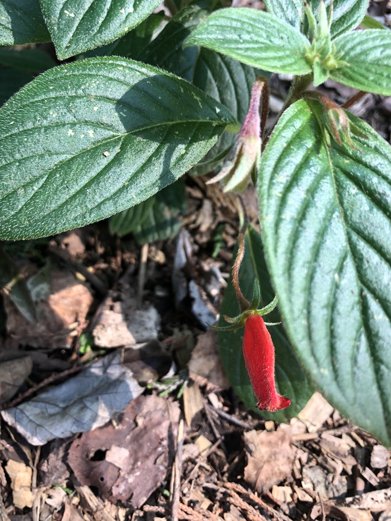 Gloxinia nematanthodes