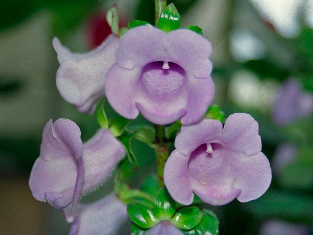 Flower detail