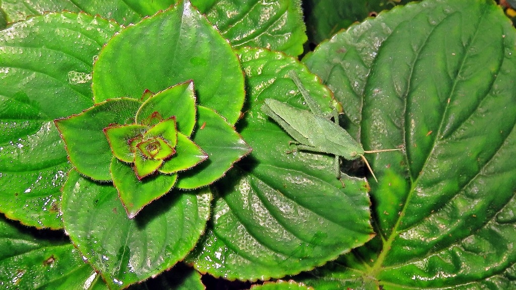 Leaves