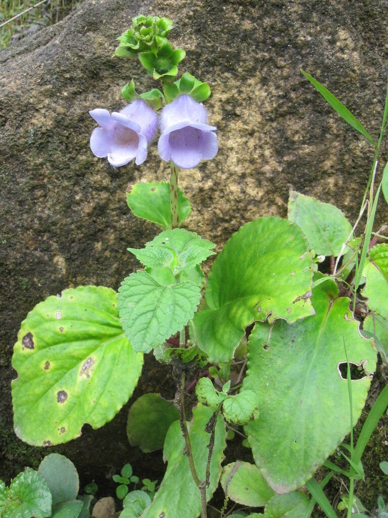 Form in bloom